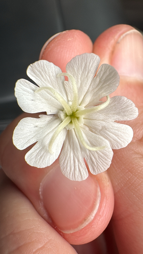 white campion