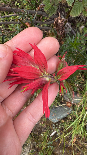 giant red paintbrush