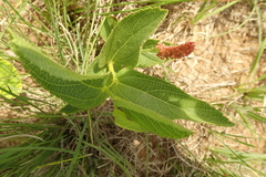 Acalypha depressinerva