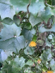 Senecio helminthioides