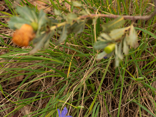 Orthrosanthus laxus, photograph 4