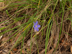 Orthrosanthus laxus, photograph (c) Carmon, some rights reserved (CC BY-SA)