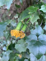 Senecio helminthioides