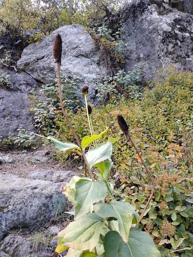 Rudbeckia occidentalis, photograph 5