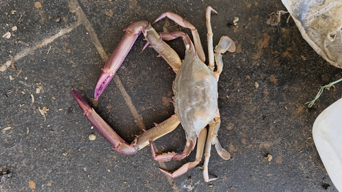 Podophthalmus vigil observed 2026-09-08