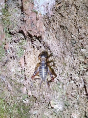 Duolandrevus coulonianus