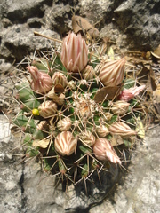 Mammillaria meiacantha