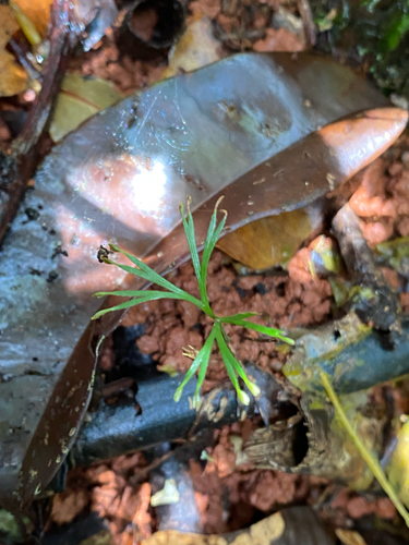 fan fern