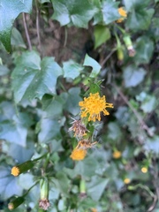 Senecio helminthioides