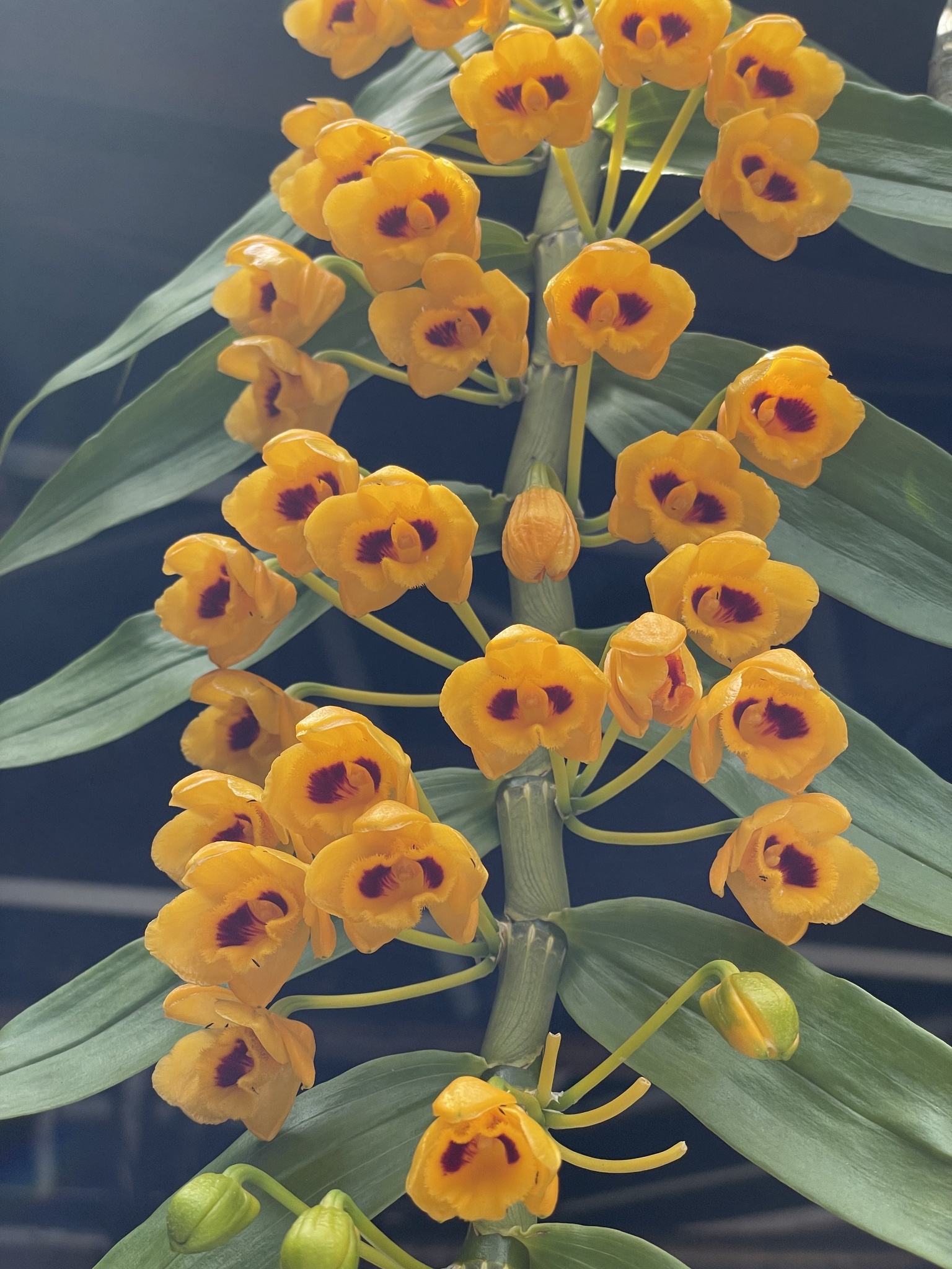 Dendrobium chrysanthum (Dendrobium chrysanthum)