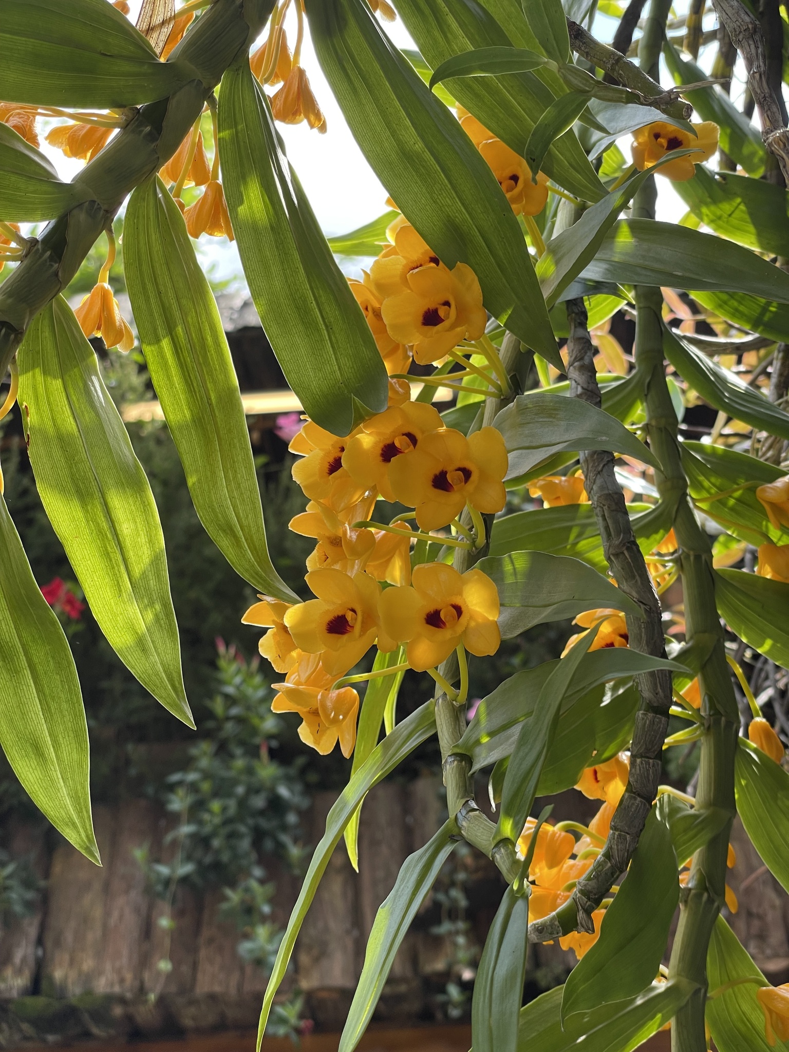 Dendrobium chrysanthum — ảnh 2