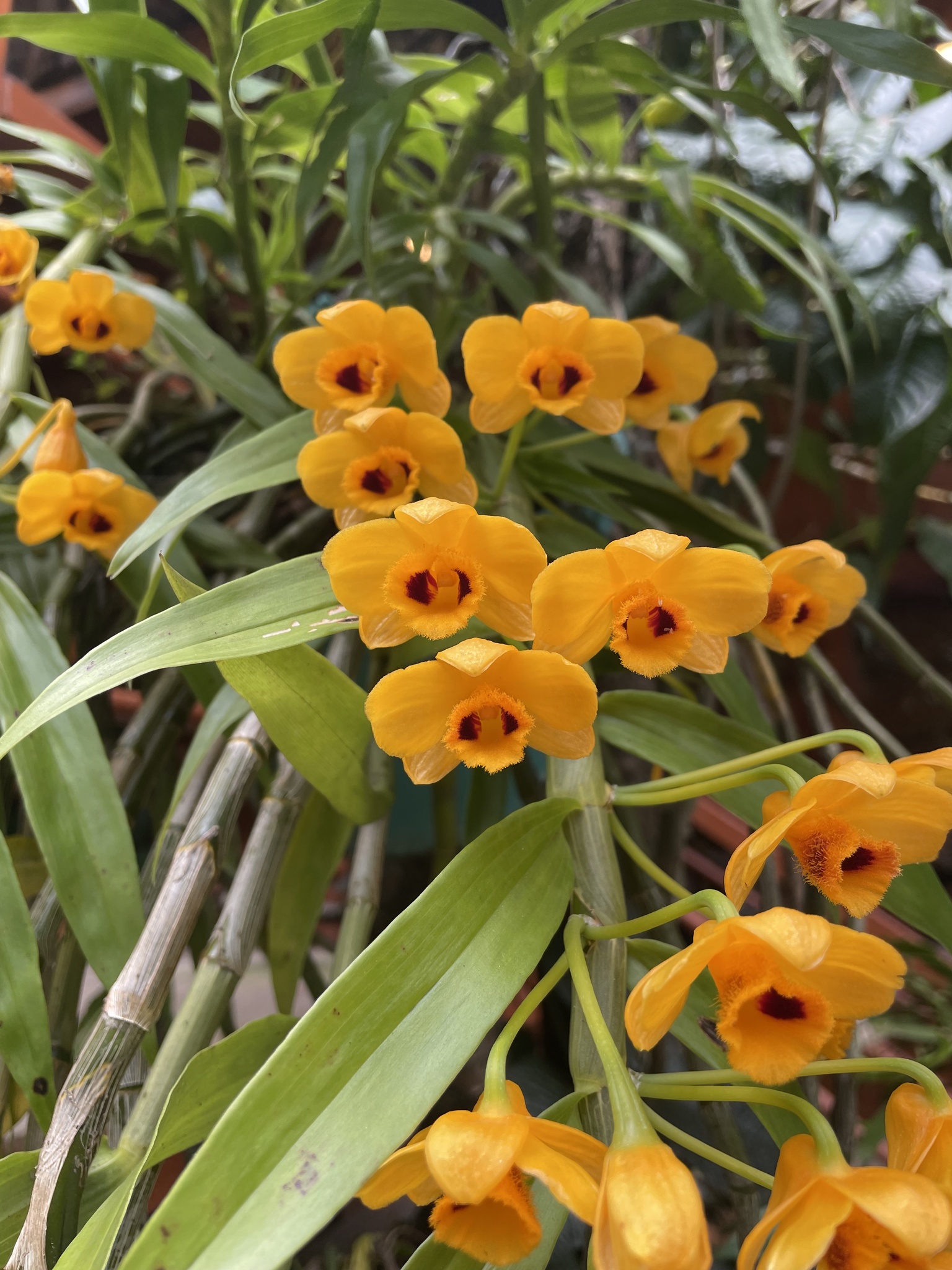 Dendrobium chrysanthum — ảnh 3