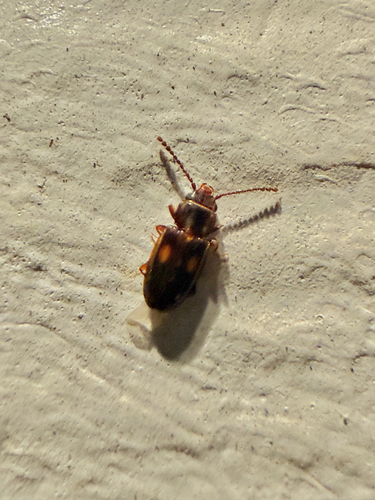 Laemophloeus