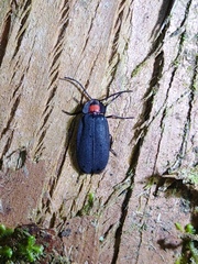 Pyrocoelia formosana