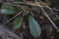 Brachyscome spathulata