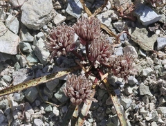 Allium burlewii