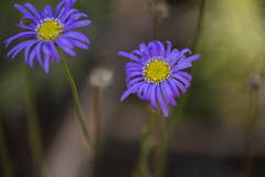 Brachyscome spathulata