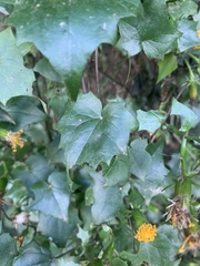 Senecio helminthioides