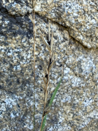 iNaturalist observation photo of brome smut fungus