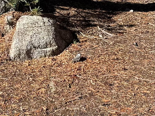 iNaturalist observation photo of Mountain Chickadee