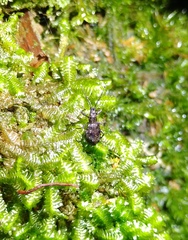 Eusomidius rostralis