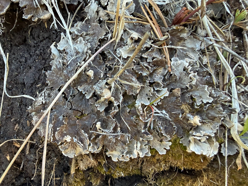 iNaturalist observation photo of pelt lichens