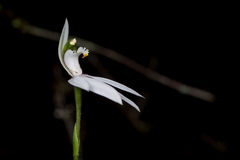 Caladenia picta