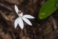 Caladenia picta