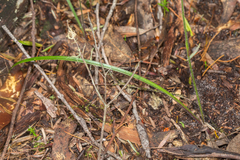 Caladenia picta