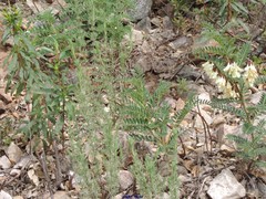 Lavandula stoechas luisieri