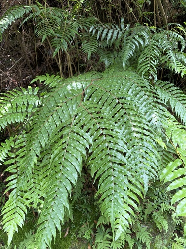 Gymnosphaera podophylla observed 2026-09-08