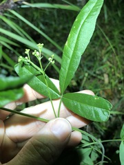 Zieria smithii