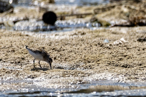 iNaturalist image