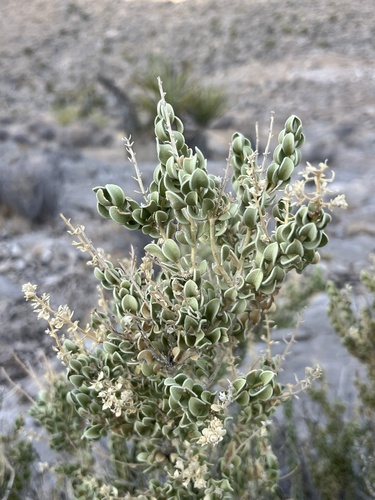 Mortonia utahensis, 2026-09-07
