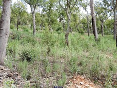 Lavandula stoechas luisieri