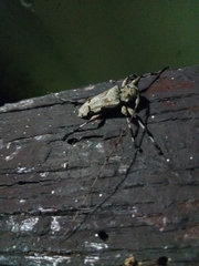 Oreodera glauca