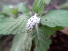 Heliotropium indicum