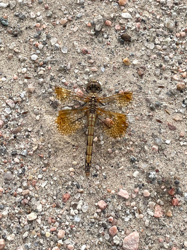Band-winged Meadowhawk