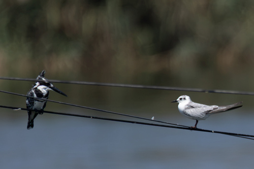 iNaturalist image