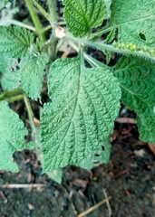 Heliotropium indicum