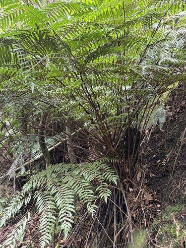 Gymnosphaera podophylla observed 2026-09-08