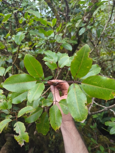 Cheirodendron trigynum
