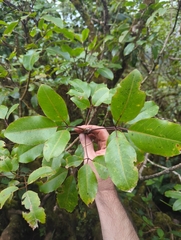 Cheirodendron trigynum