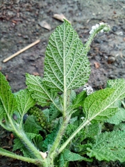 Heliotropium indicum
