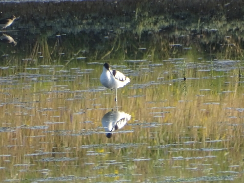 iNaturalist image