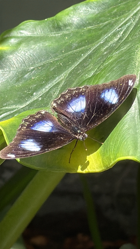 Great Eggfly