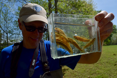 Goldstripe Darter photo 5
