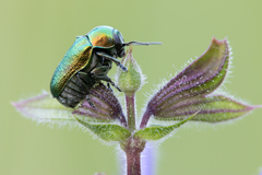 Cryptocephalus sericeus