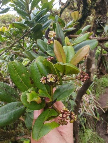 Syzygium, 2026-09-05