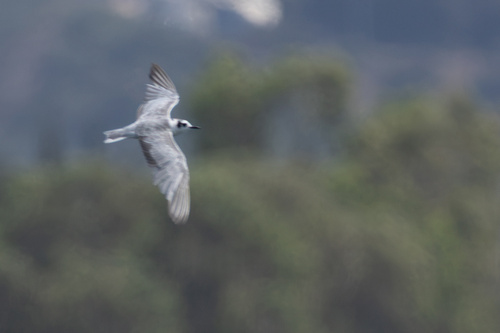 iNaturalist image